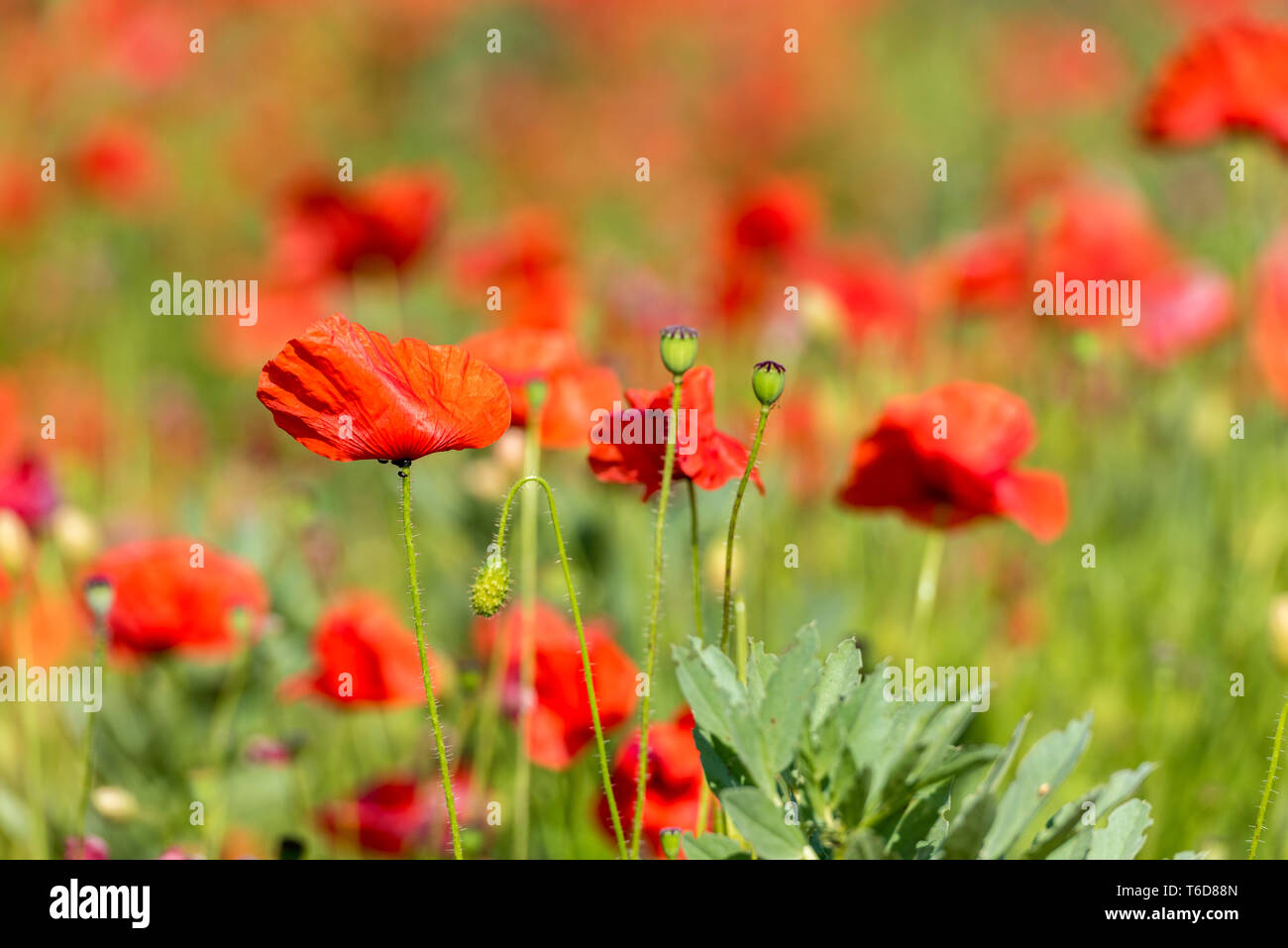 Grasses And Annuals High Resolution Stock Photography and Images - Alamy