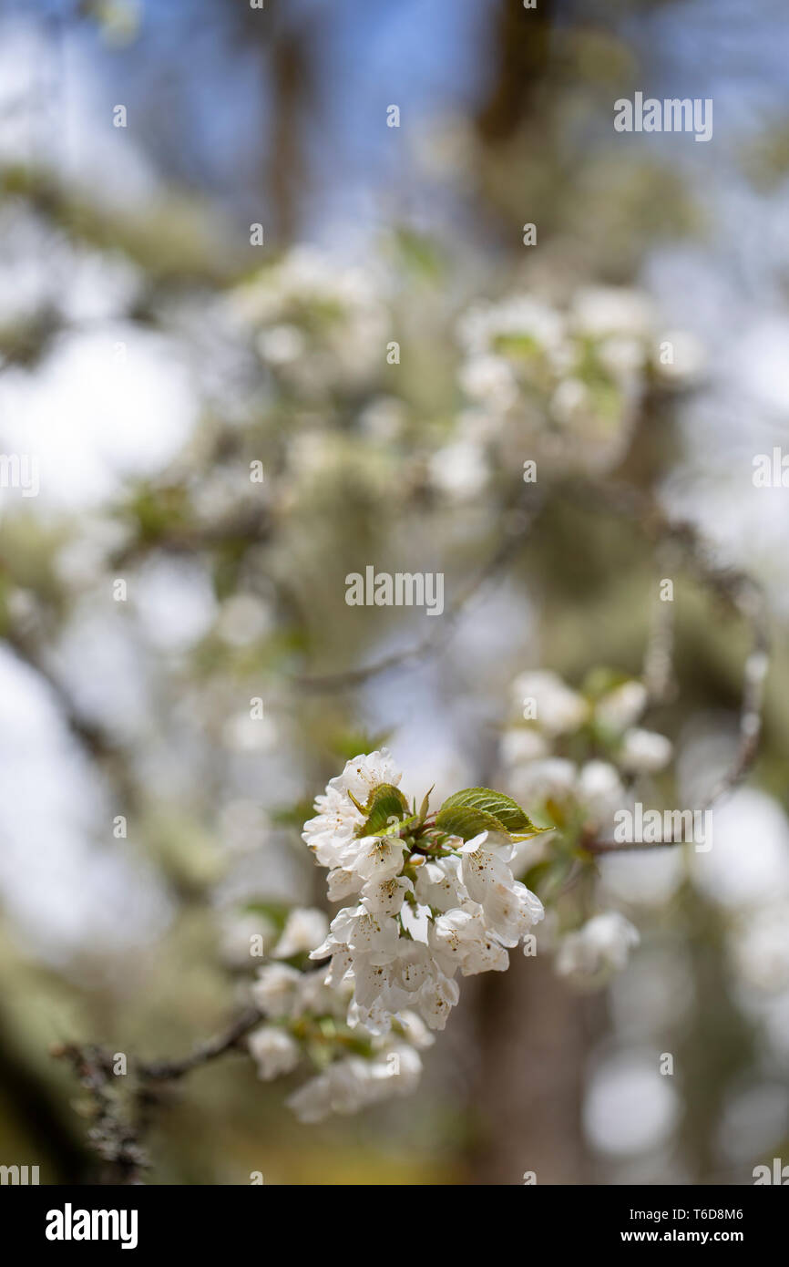 beautiful  blossom flowers on background,close up Stock Photo