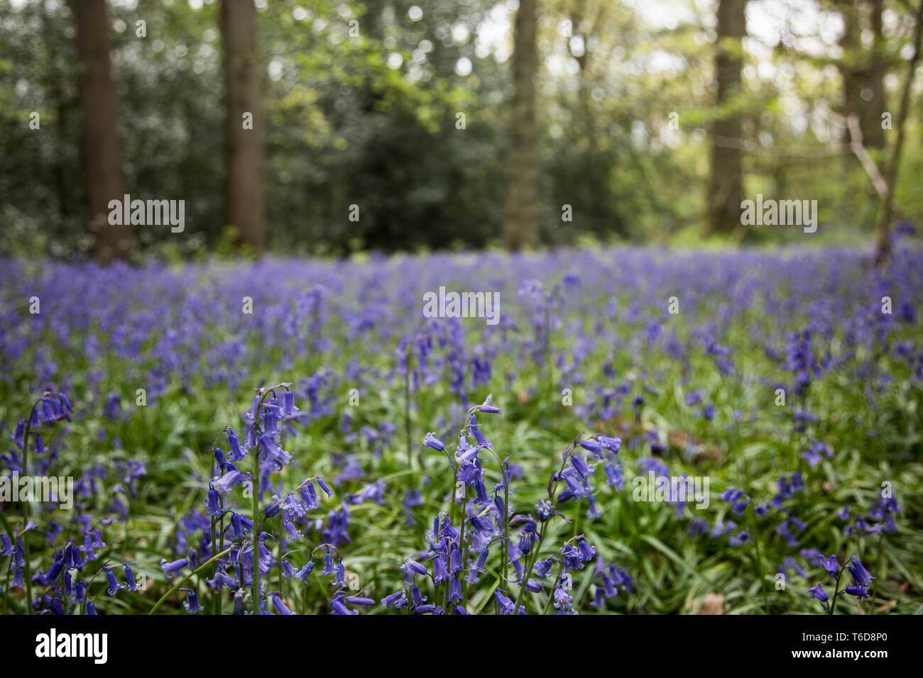 Bluebells In Woods In The Uk On A Sunny April Day Seasonal Weather And Flowers In The Uk A Carpet Of Bluebells In An English Woodland Stock Photo Alamy