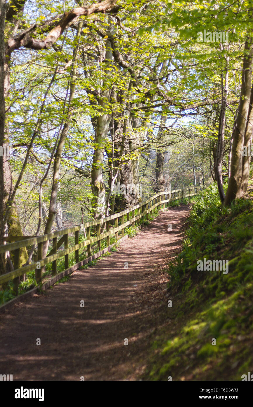 Beautiful park path in spring Stock Photo