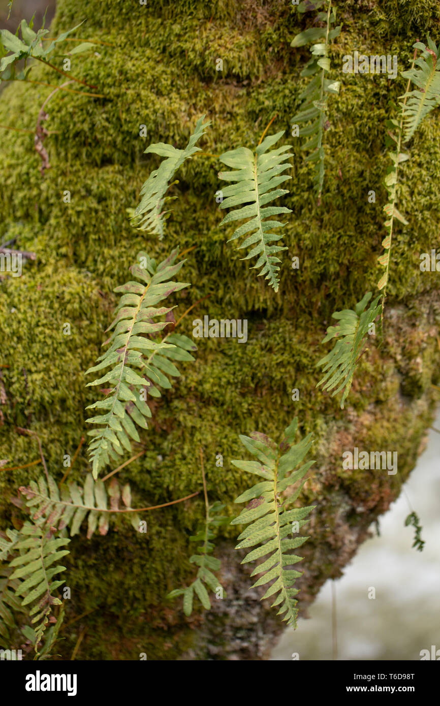 green Fern  leaves  on background,close up Stock Photo