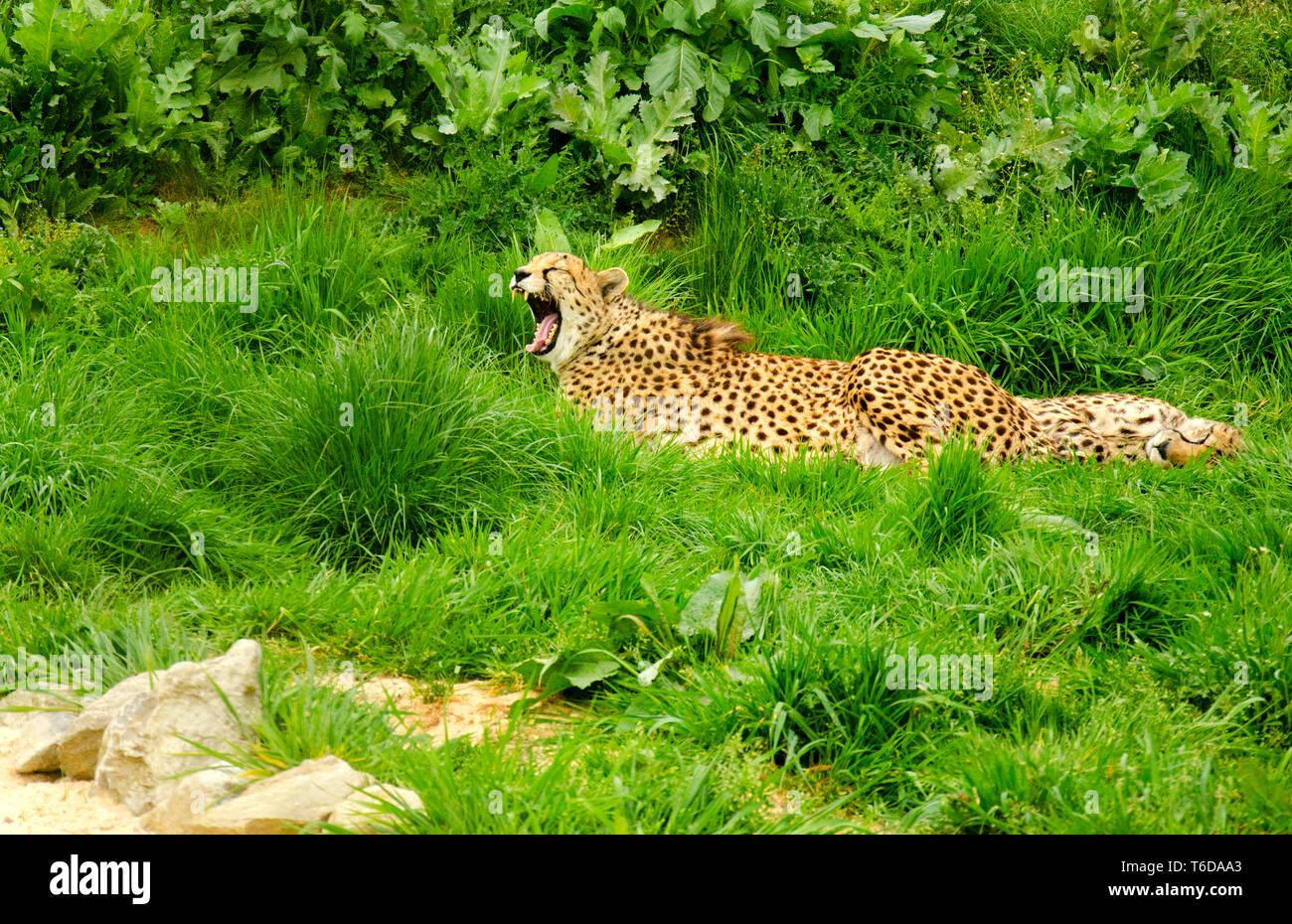 Southern Cheetah Stock Photo