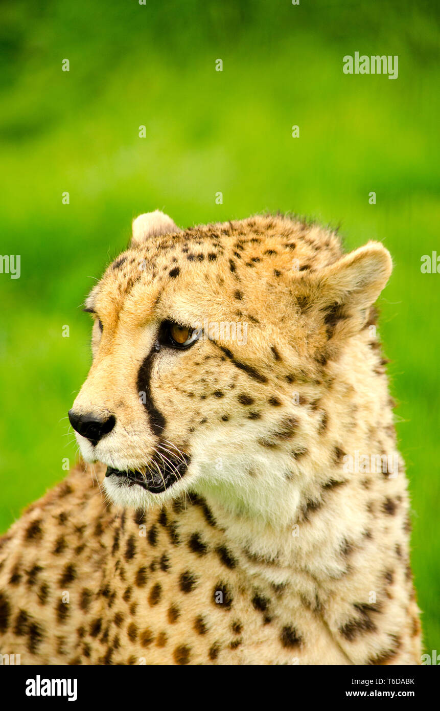 Southern Cheetah Stock Photo