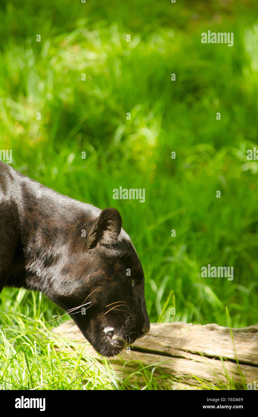 Black Jaguar Panthera Onca Stock Photo Alamy