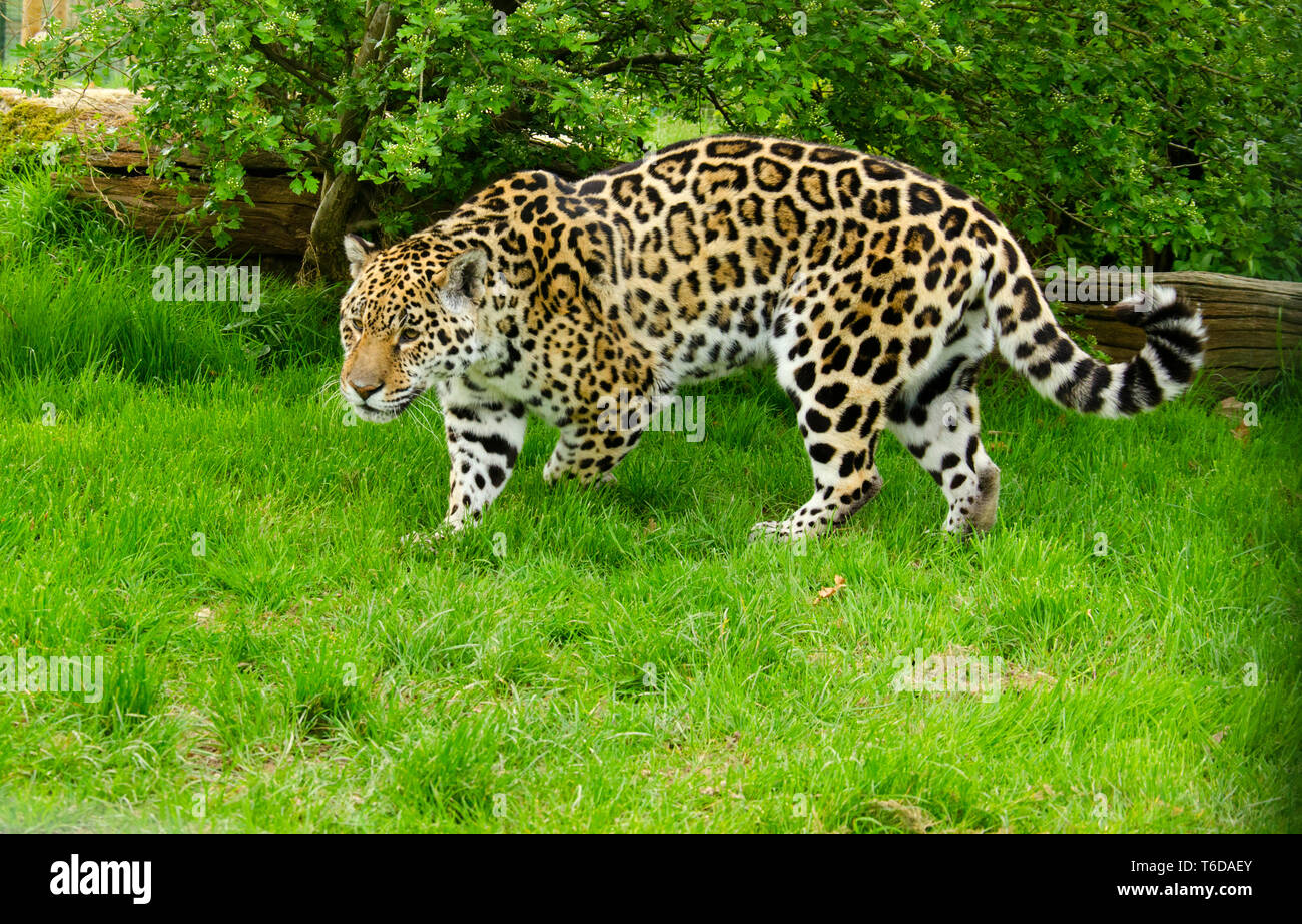 Jaguar Panthera Onca Stock Photo