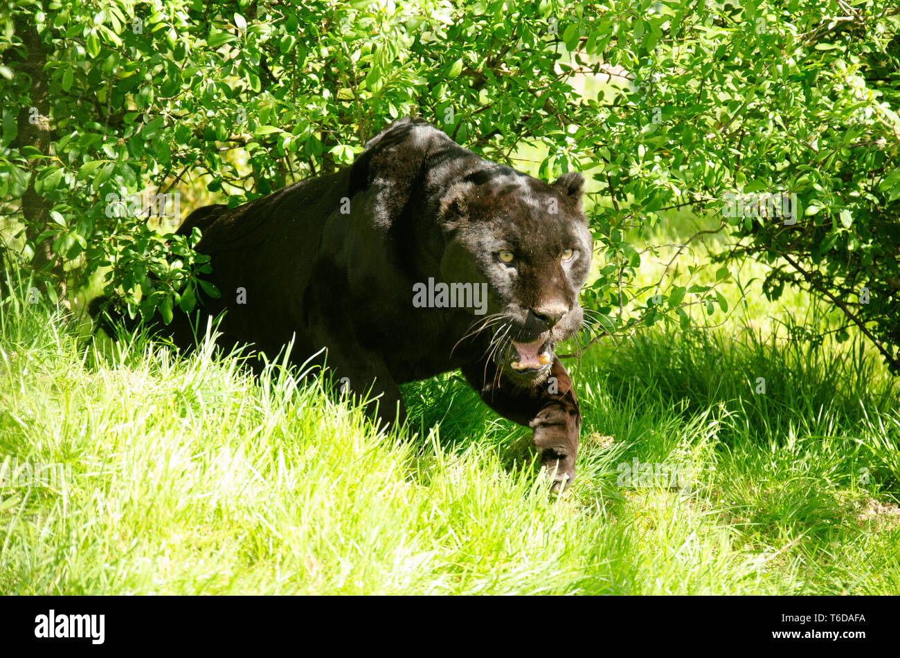 Black Jaguar  Panthera Onca Stock Photo