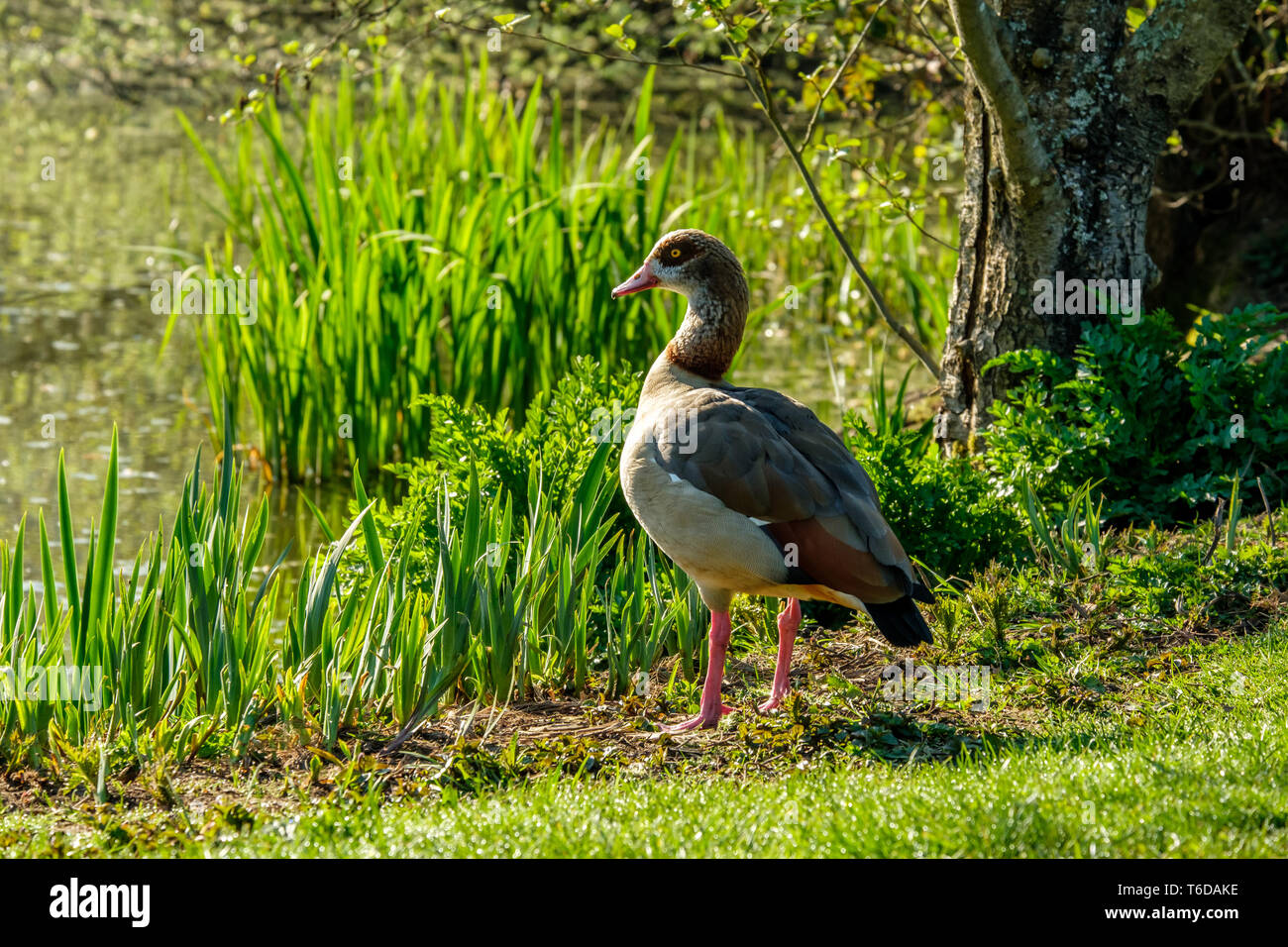 Egyptian Goose Alopochen aegyptiaca standing by lake in Spring Stock Photo