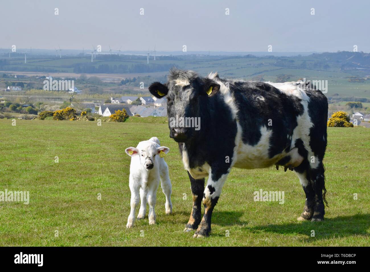 Cow and calf Stock Photo - Alamy