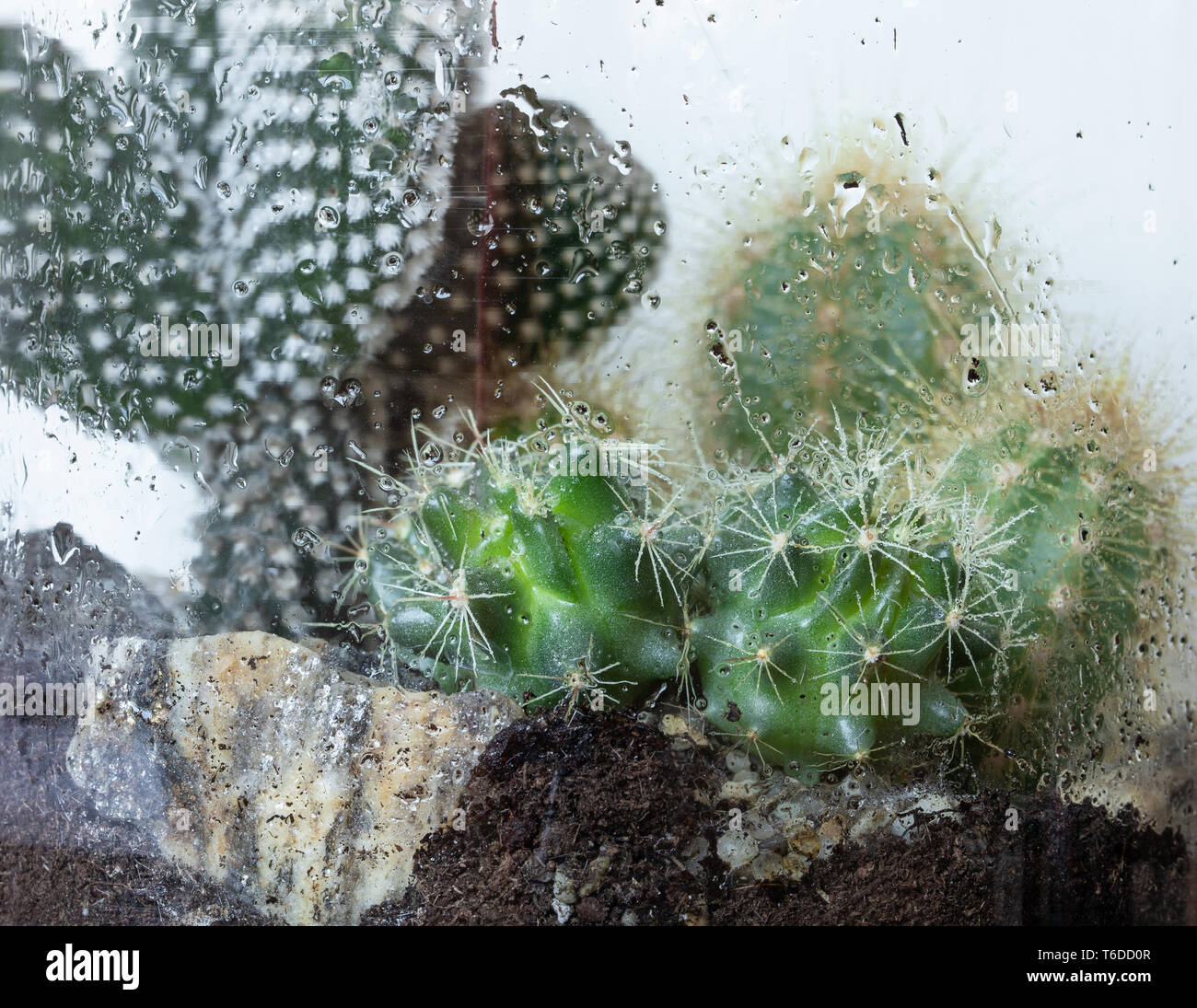Mini Succulent Garden In Glass Terrarium On Windowsill Home