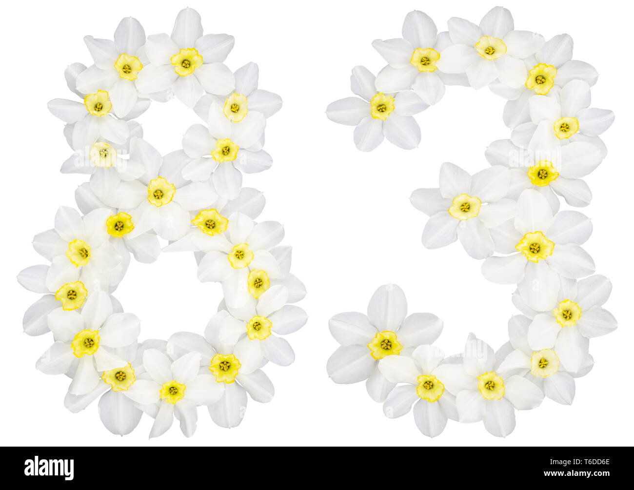 Numeral 83, eighty three, from natural white flowers of Daffodil ...