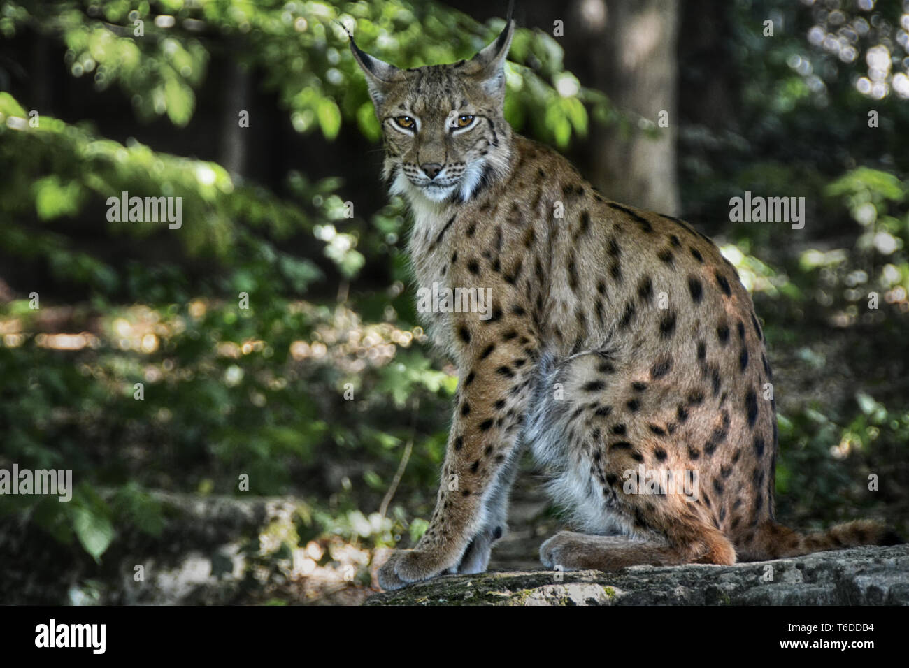 Felis Lynx, European Lynx, Bavarian National Park, Germany Stock Photo