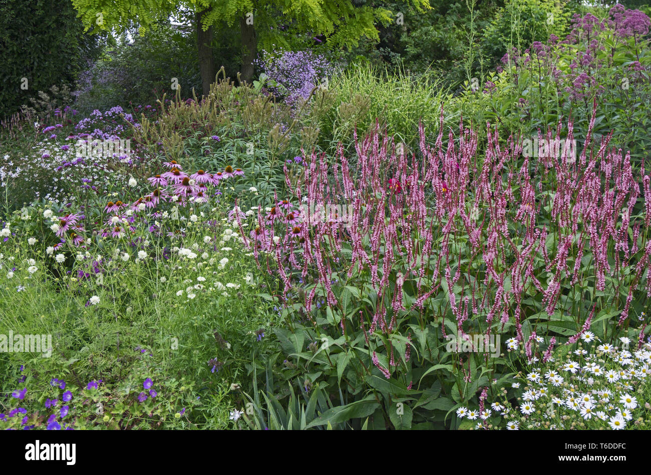 Herbaceous hi-res stock photography and images - Alamy