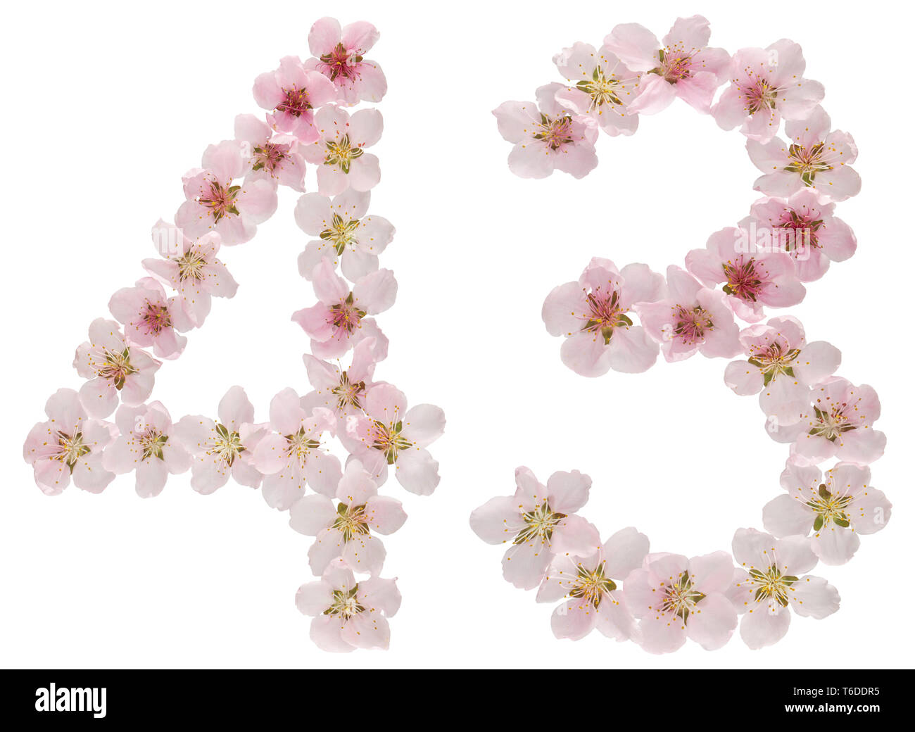 Numeral 43, forty three, from natural pink flowers of peach tree ...