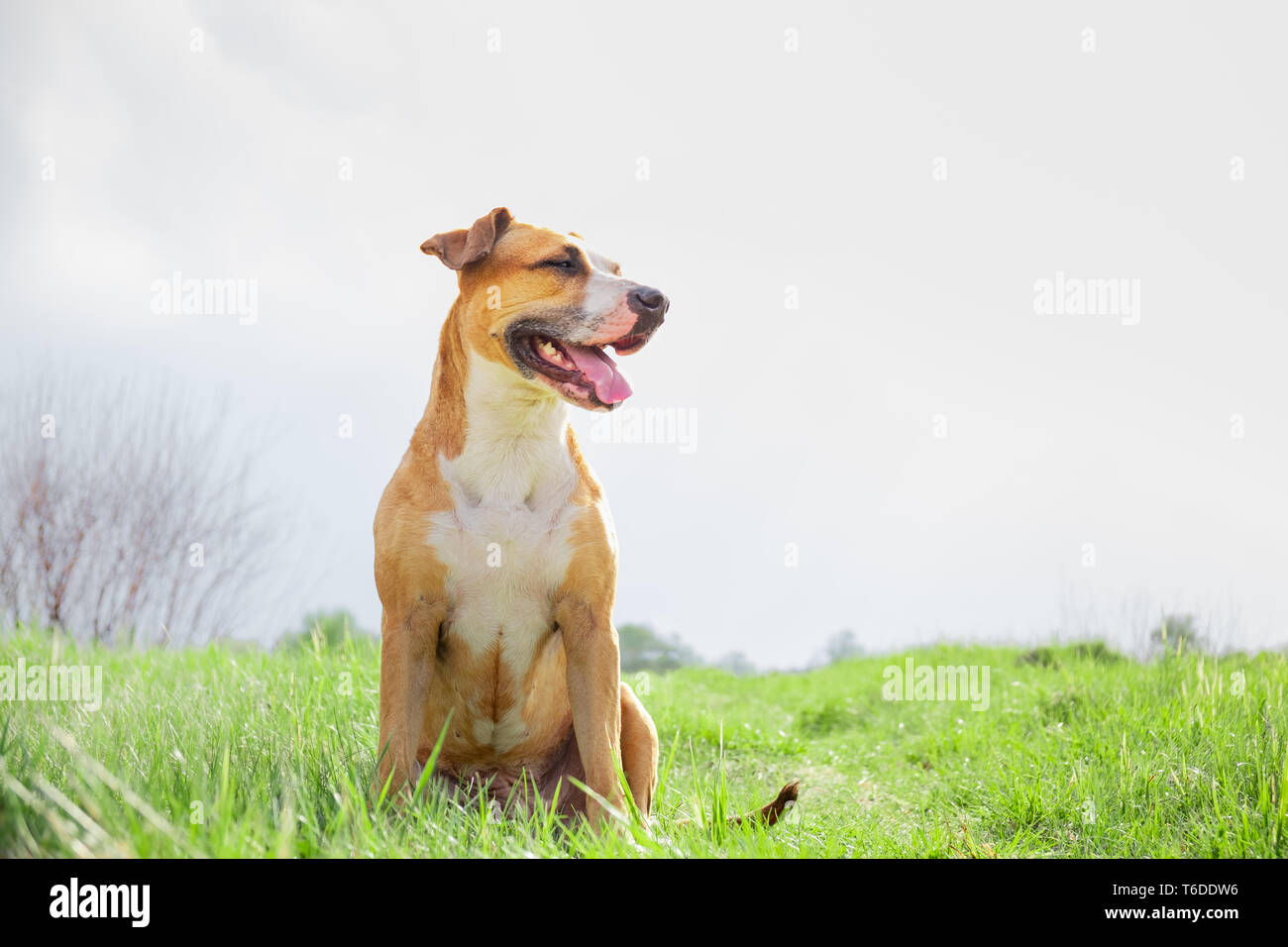 Happy healthy dog at a field in the spring. Portrait of a staffordshire terrier sitting on a lovely green grass Stock Photo
