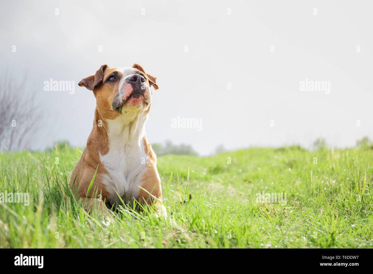 Funny dog at a field in the spring. Portrait of a staffordshire terrier lying on a lovely green grass Stock Photo