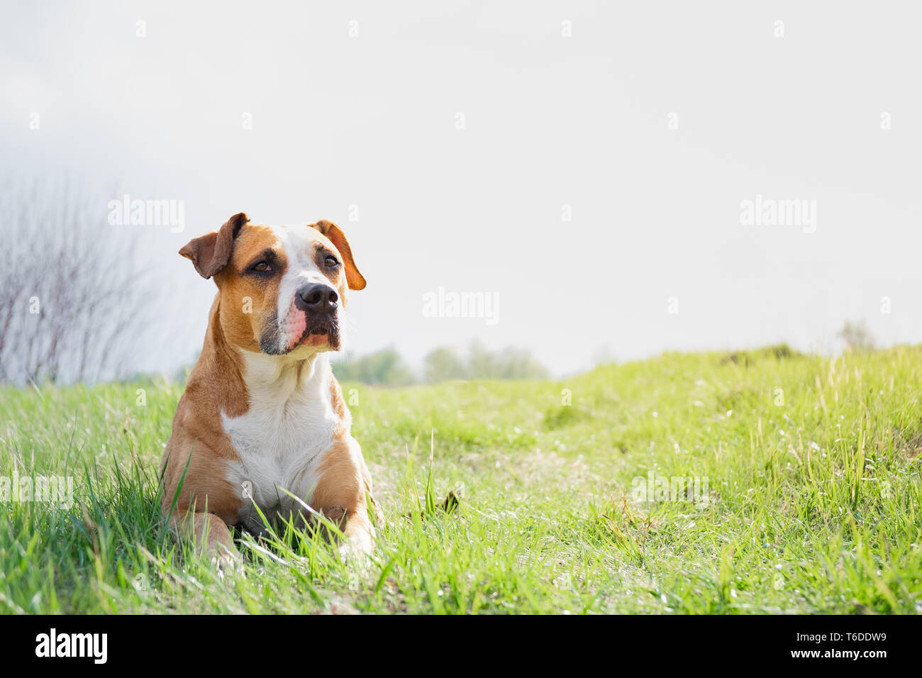 Cute dog at a field in the spring. Portrait of a staffordshire terrier lying on a lovely green grass Stock Photo