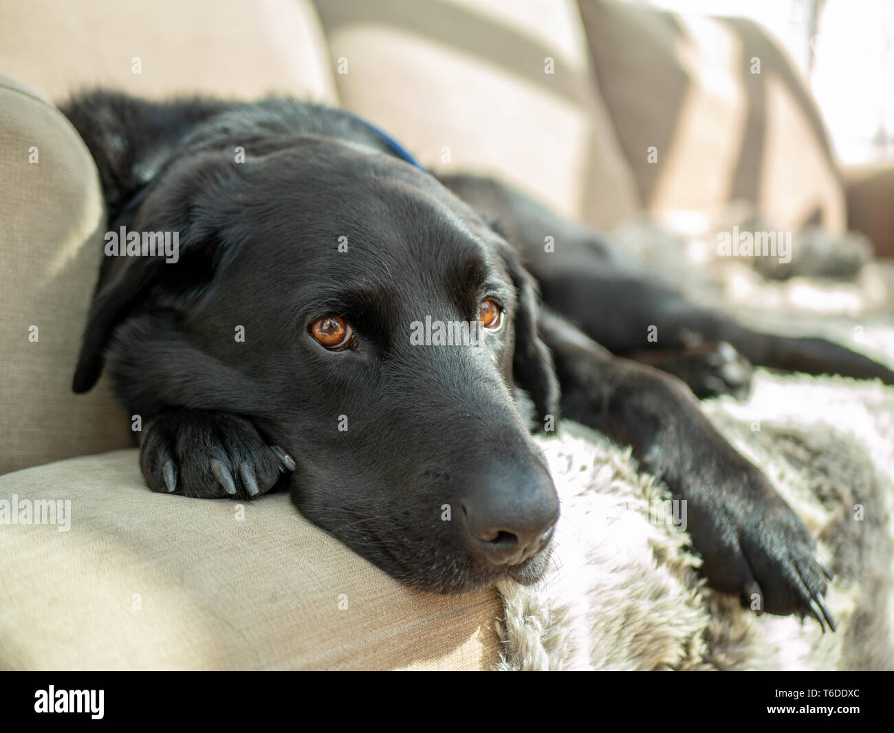 lazy sleepy black dog laying on sofa couch in the sun Stock Photo - Alamy