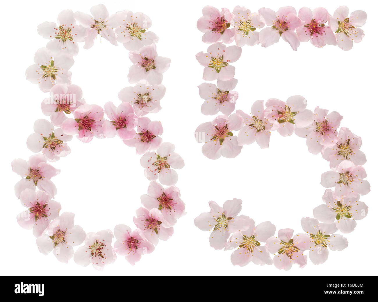 Numeral 85, eighty five, from natural pink flowers of peach tree ...