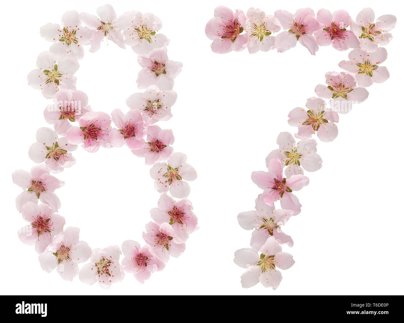 Numeral 87, eighty seven, from natural pink flowers of peach tree, isolated on white background Stock Photo