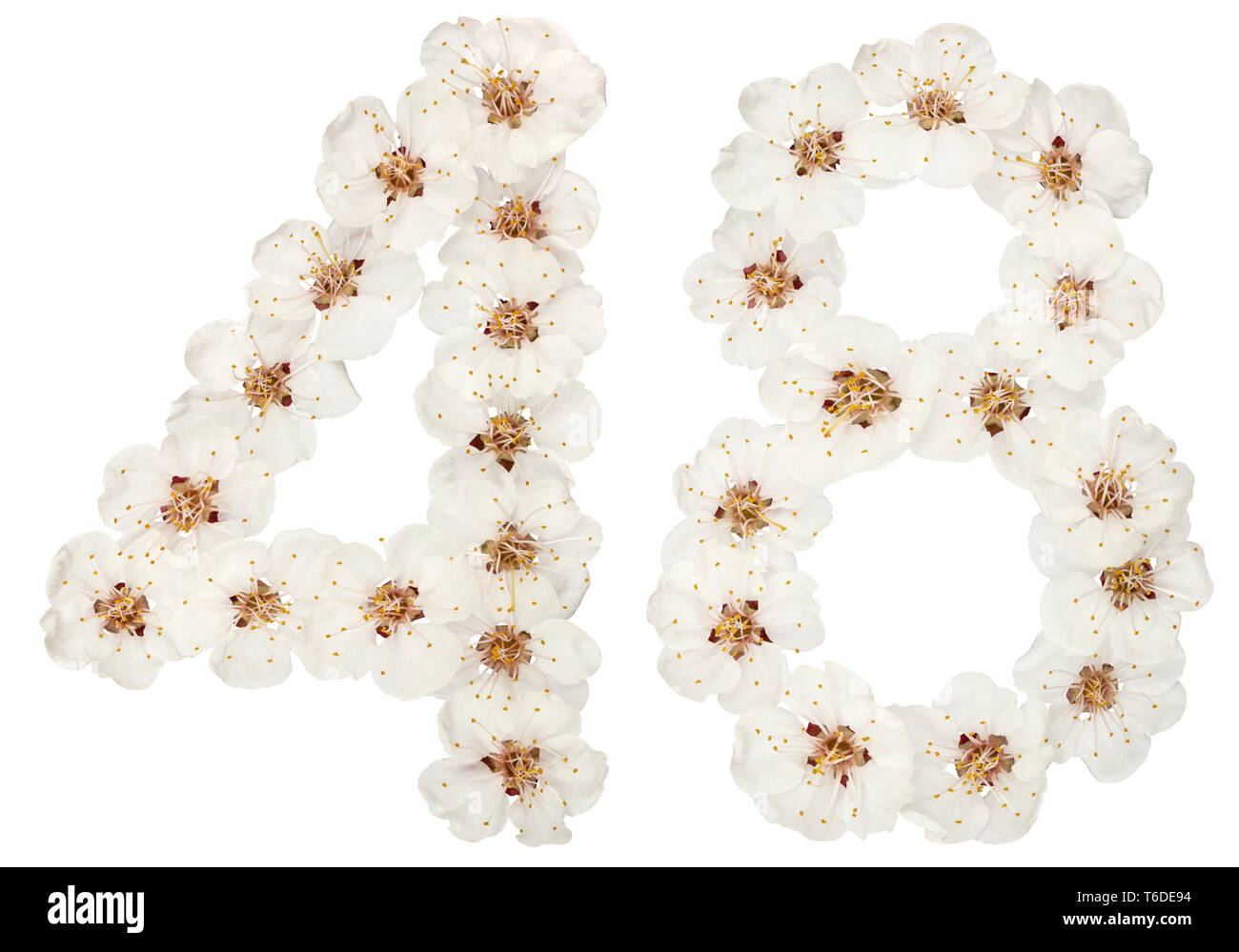 Number 48 Fall Numeral 48, forty eight, from natural white flowers of apricot tree ...