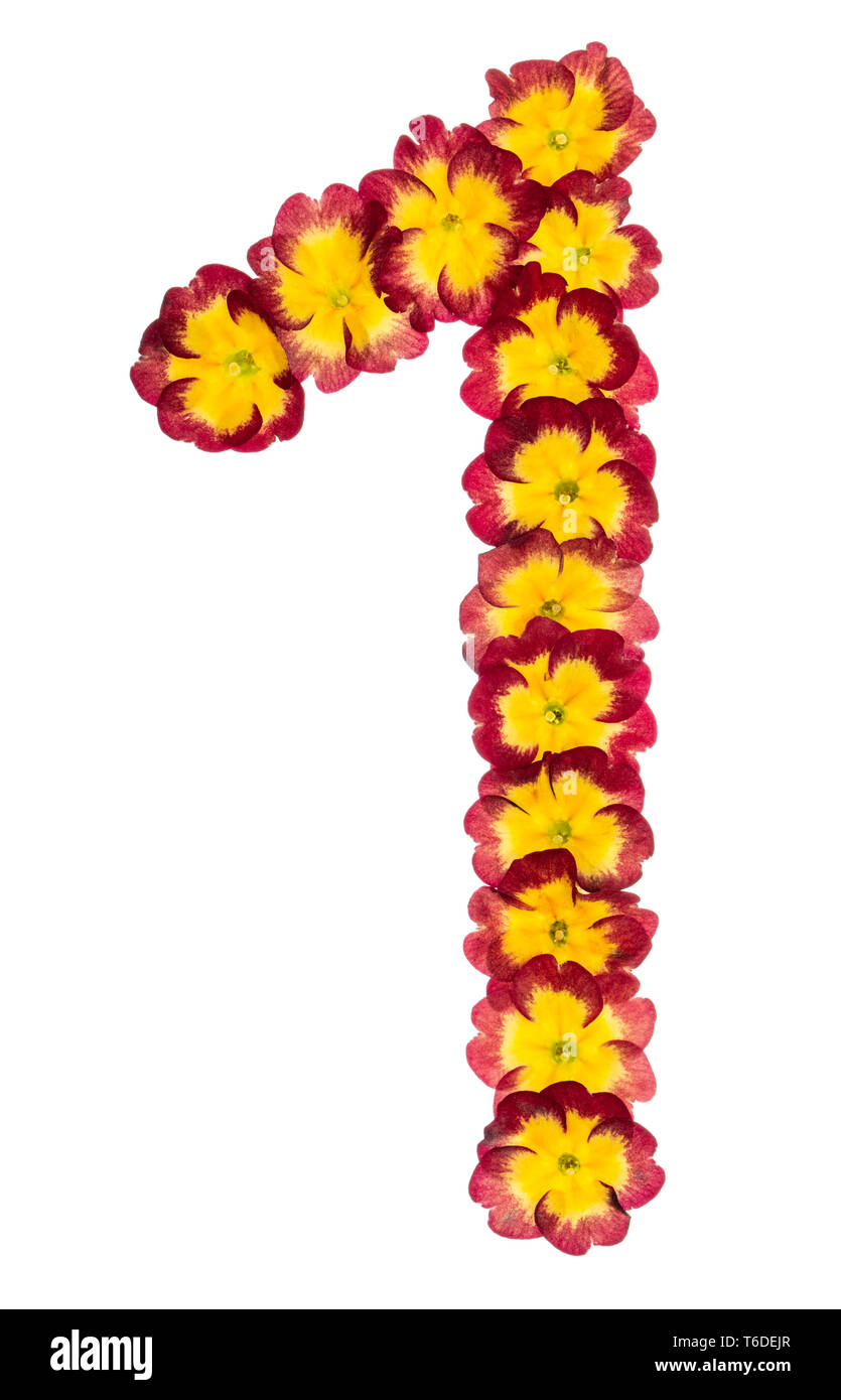 Numeral 1, one, from natural flowers of primula, isolated on white background Stock Photo