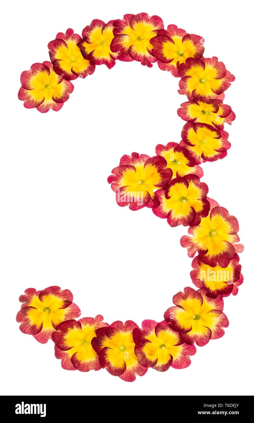 Numeral 3, three, from natural flowers of primula, isolated on white background Stock Photo