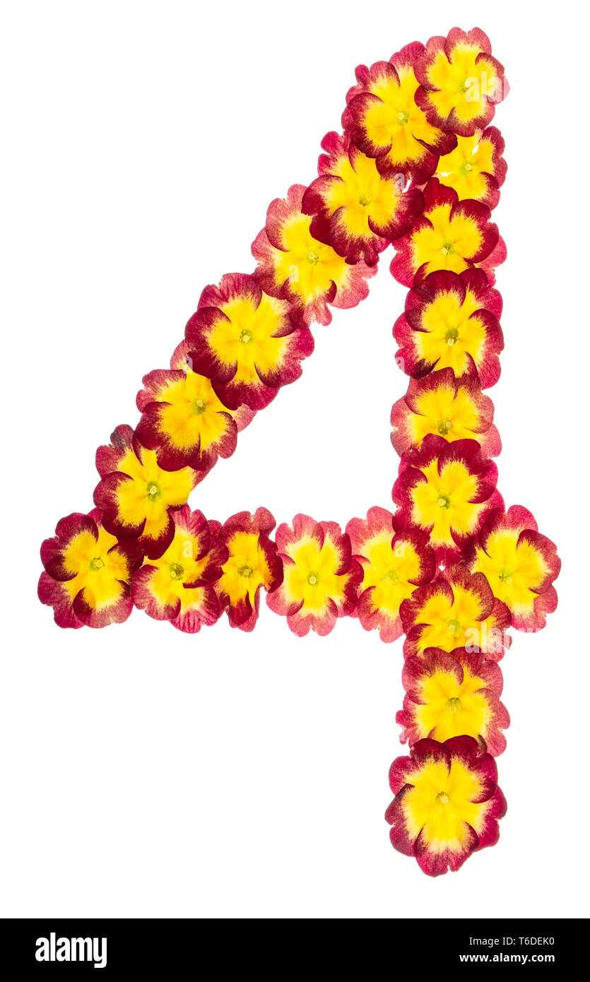 Numeral 4, four,  from natural flowers of primula, isolated on white background Stock Photo