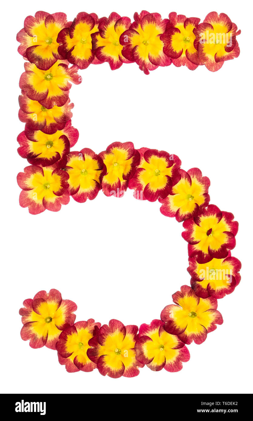 Numeral 5, five, from natural flowers of primula, isolated on white background Stock Photo