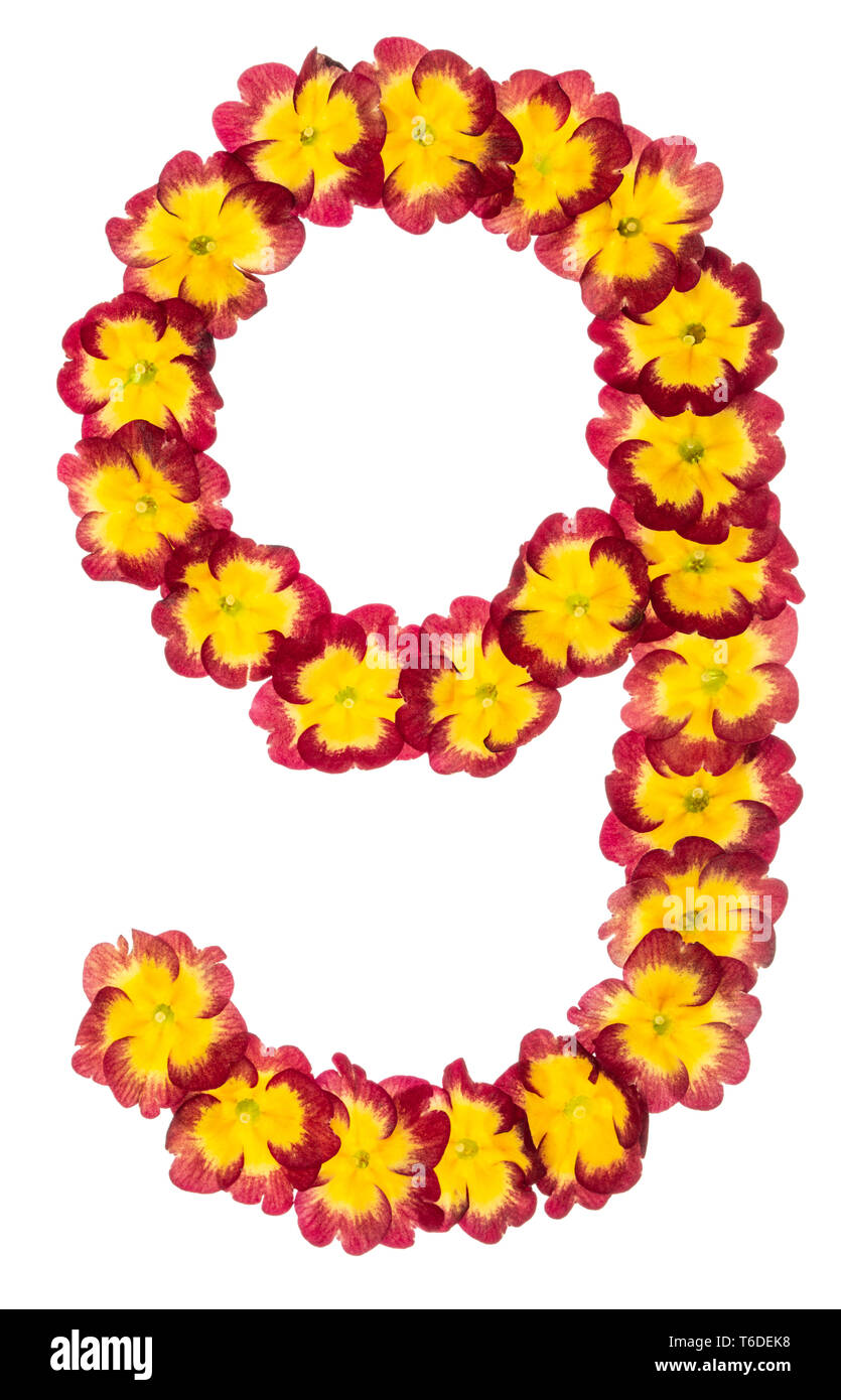 Numeral 9, nine, from natural flowers of primula, isolated on white background Stock Photo