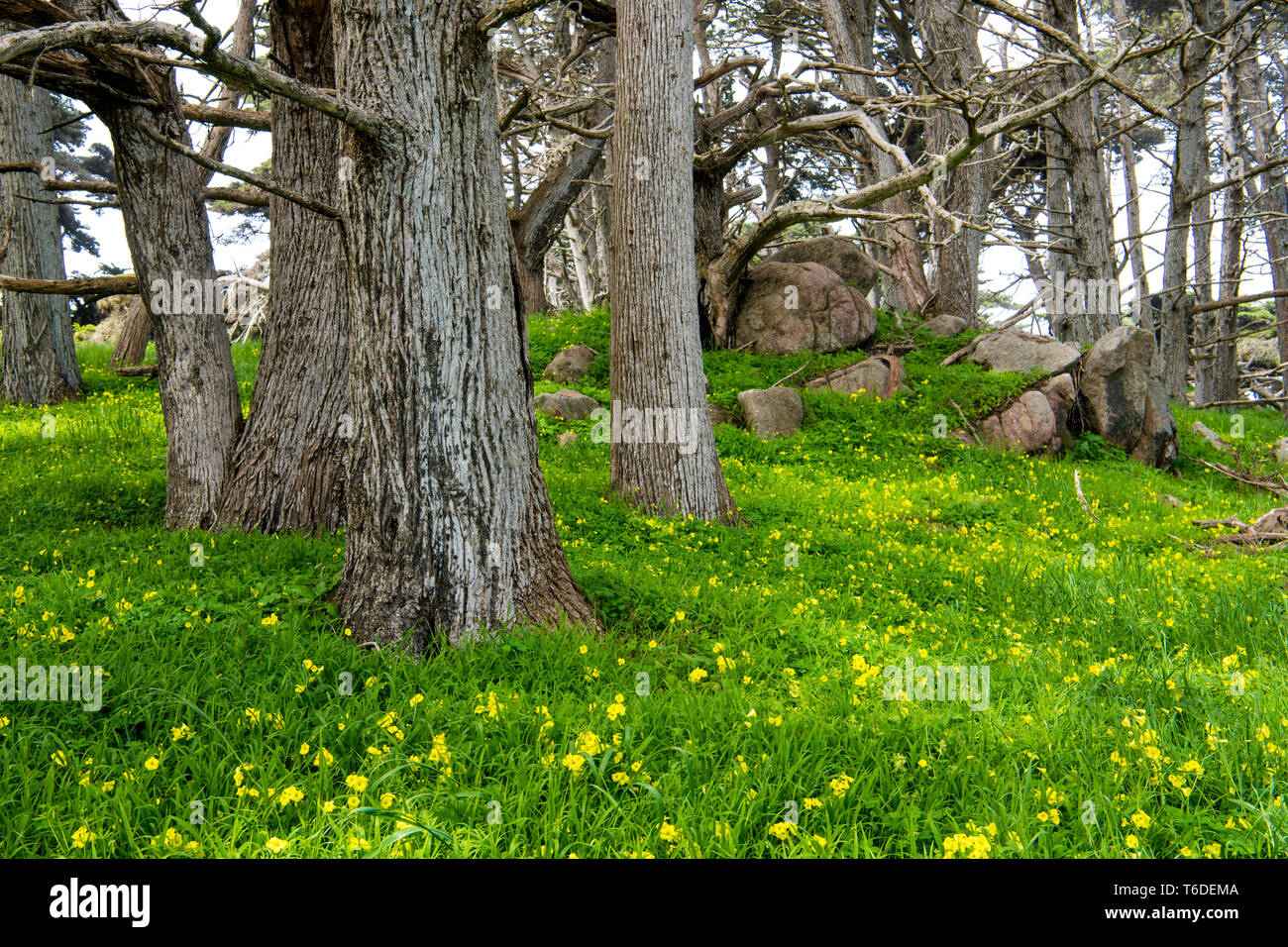The tree trunks of Monterey cypress trees contrasted with the lush green grass of a wildflower-dotted meadow in Point Lobos, Carmel, California Stock Photo