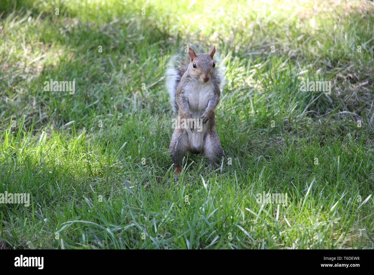 Cute Squirrel standing up Stock Photo