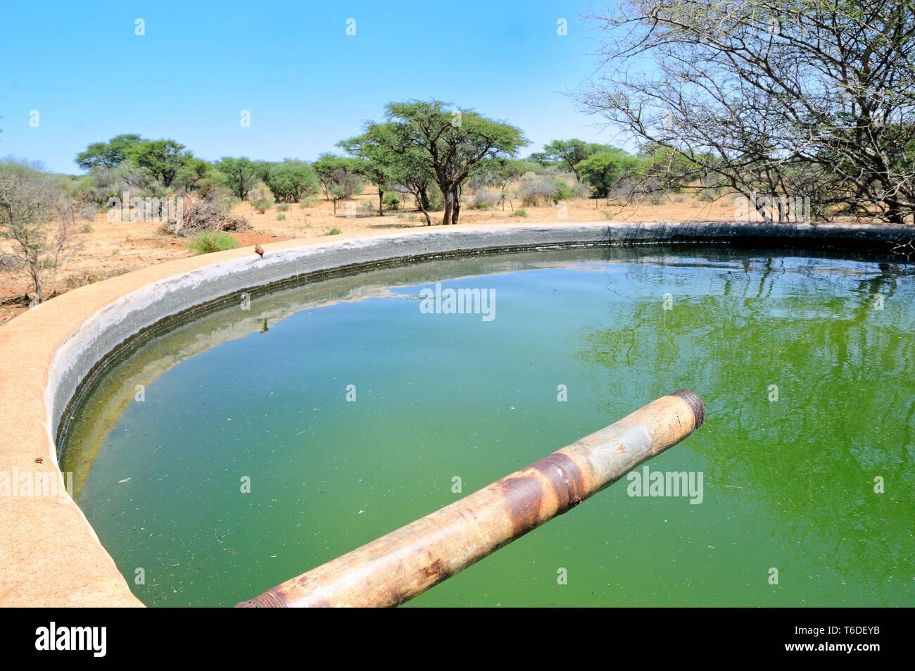 Water basin in the pastureland in Namibia Stock Photo