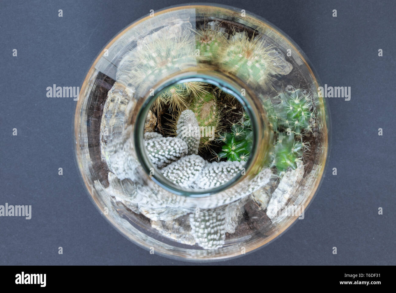 Mini Succulent Garden In Glass Terrarium On Windowsill Home
