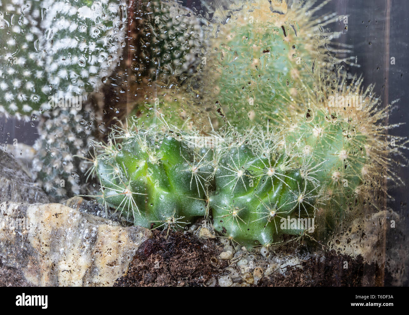 Mini Succulent Garden In Glass Terrarium On Windowsill Home