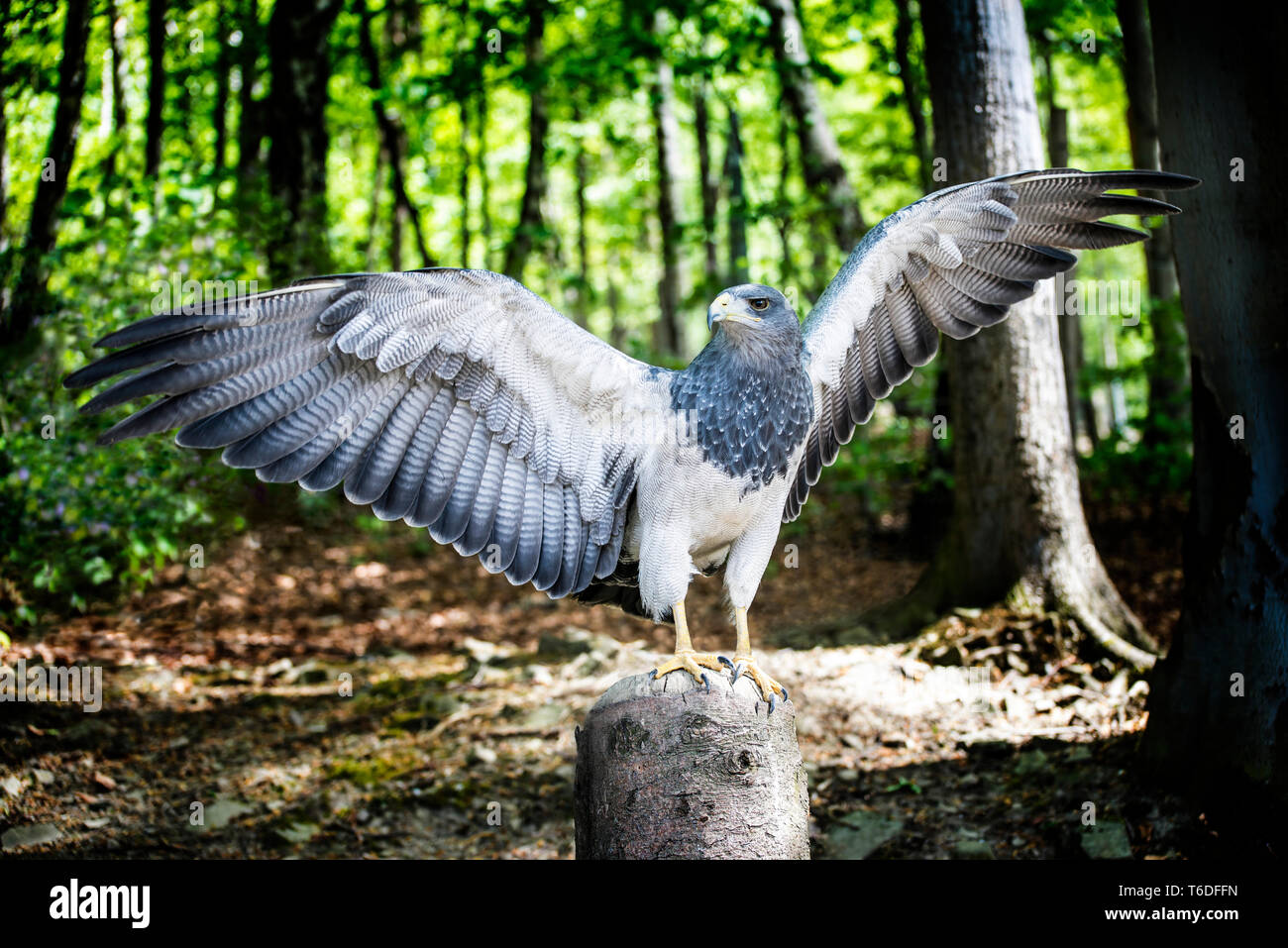 Aguja, a bird in the hawk family standing in green forest with spread wings, about to take flight. Stock Photo