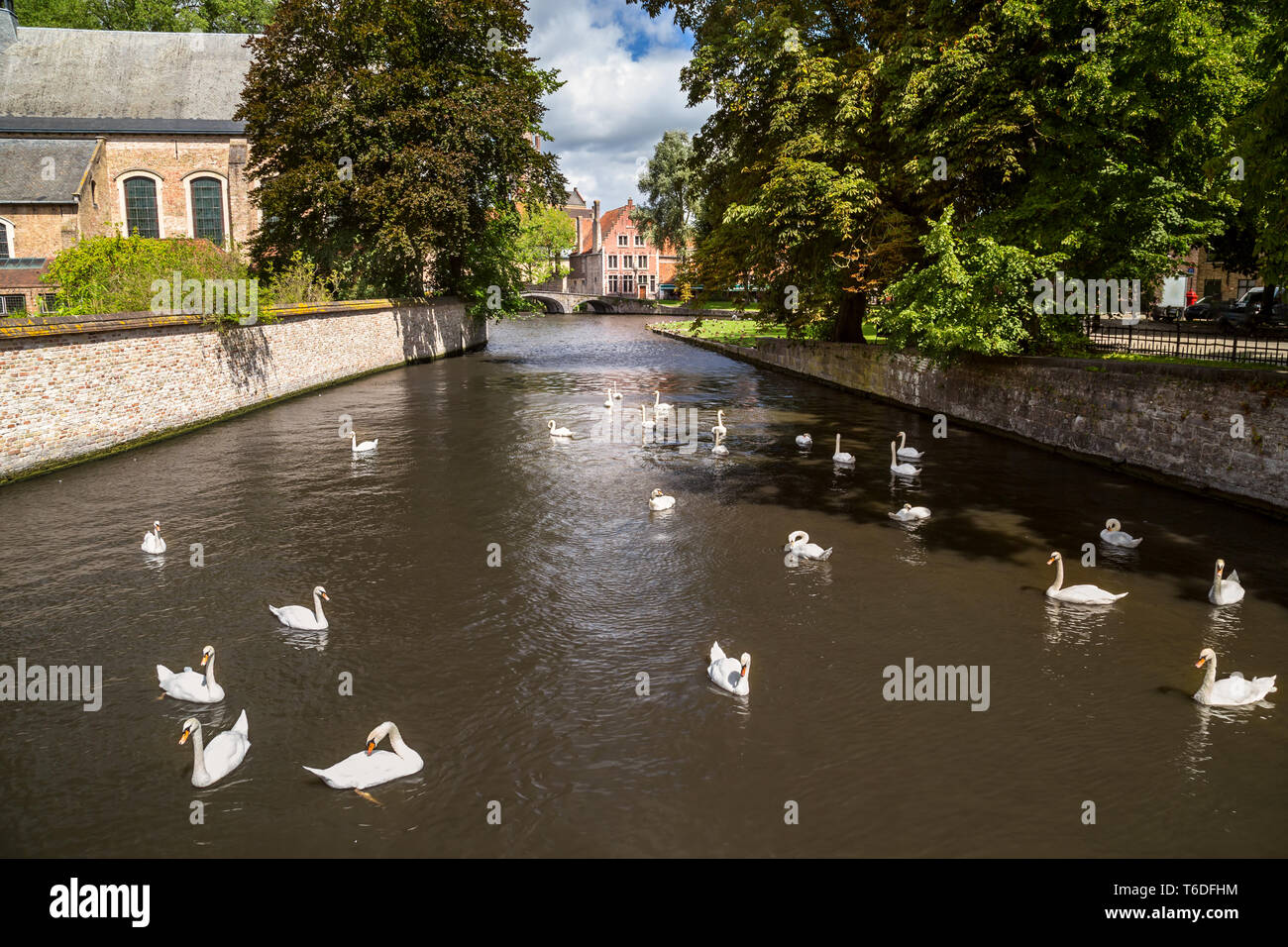 White swans in a river Stock Photo