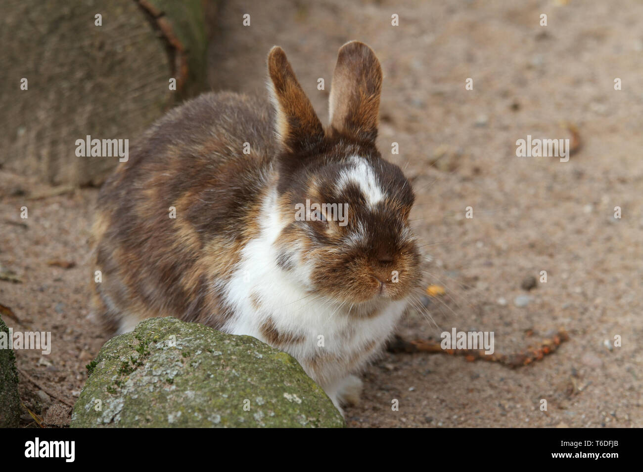 Dwarf Rabbit Stock Photo