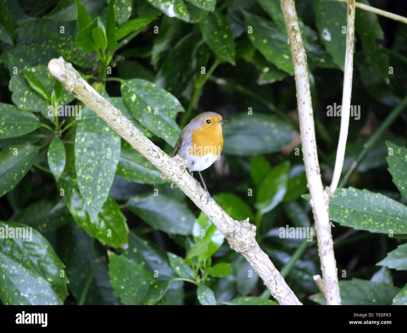Robin Erithacus rubecula perched on a branch Stock Photo