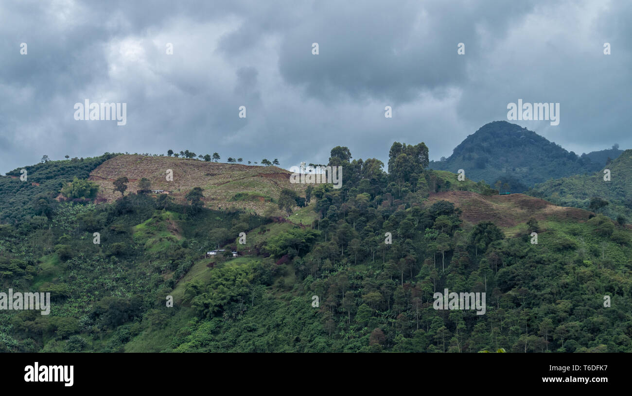 Beautiful landscapes of the department of Quindio in Colombia, with abundant natural colors and many coffee plants. Stock Photo