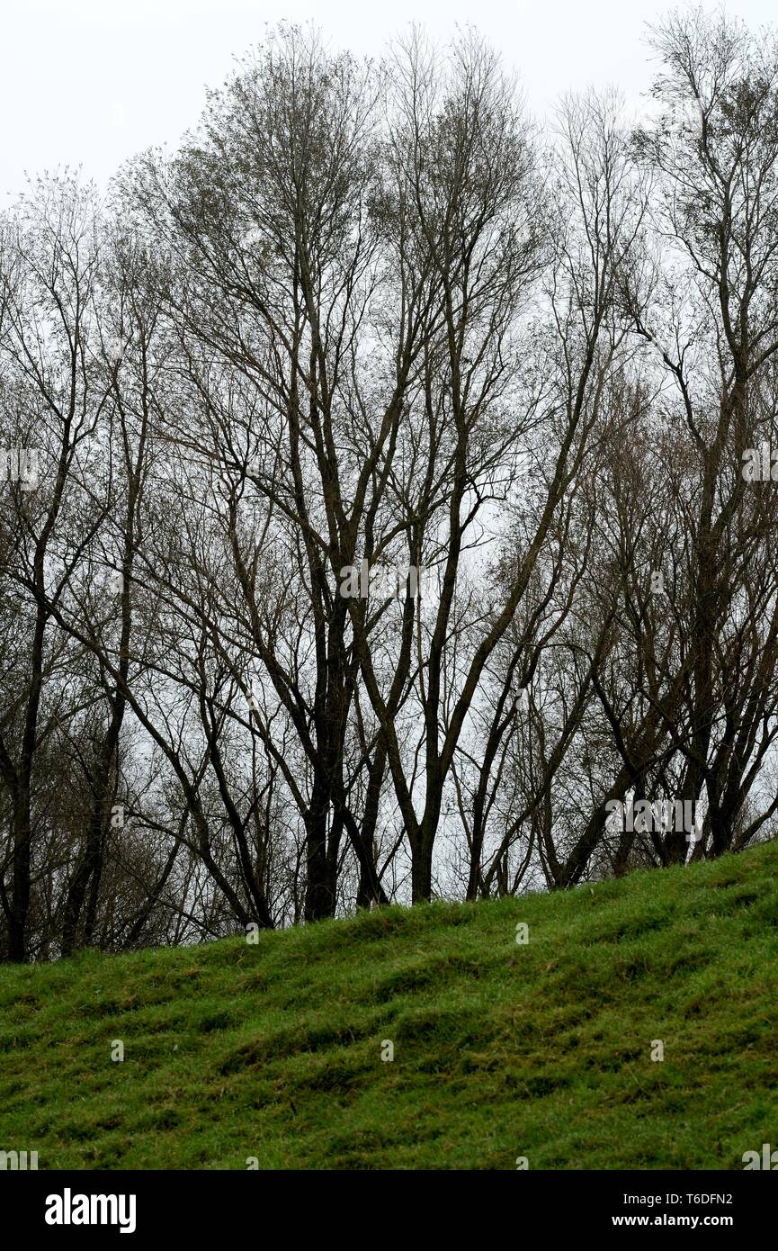 Leafless group hi-res stock photography and images - Alamy