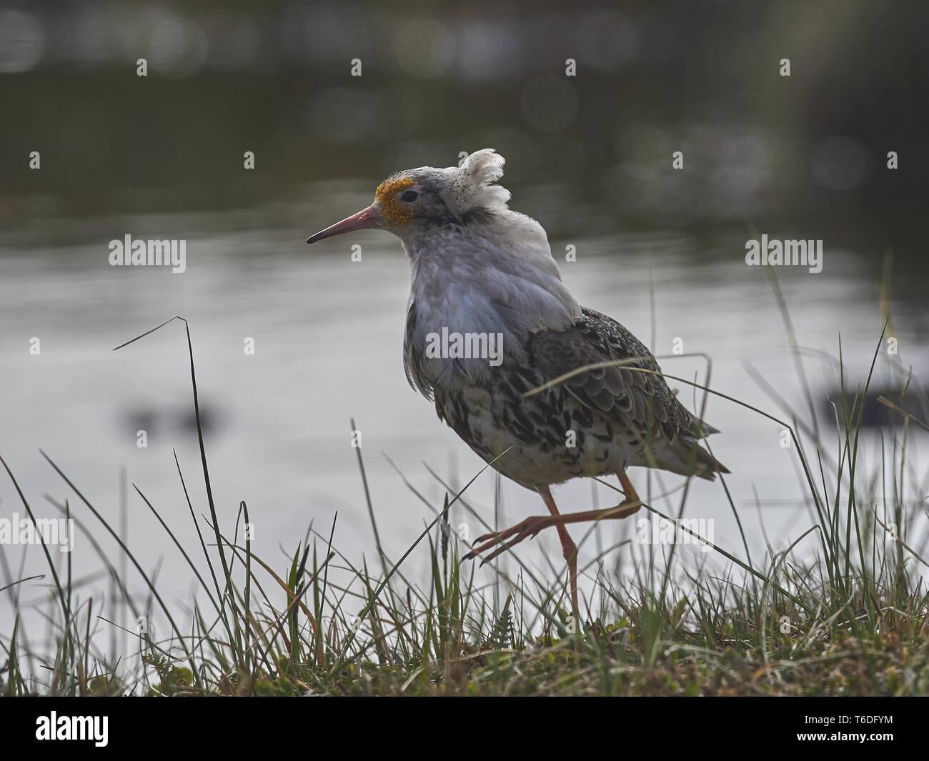 Europe birds hi-res stock photography and images - Alamy