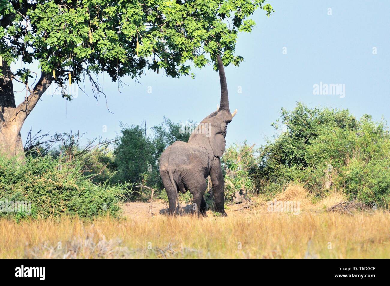 snacking on tree with trunk elephant Stock Photo