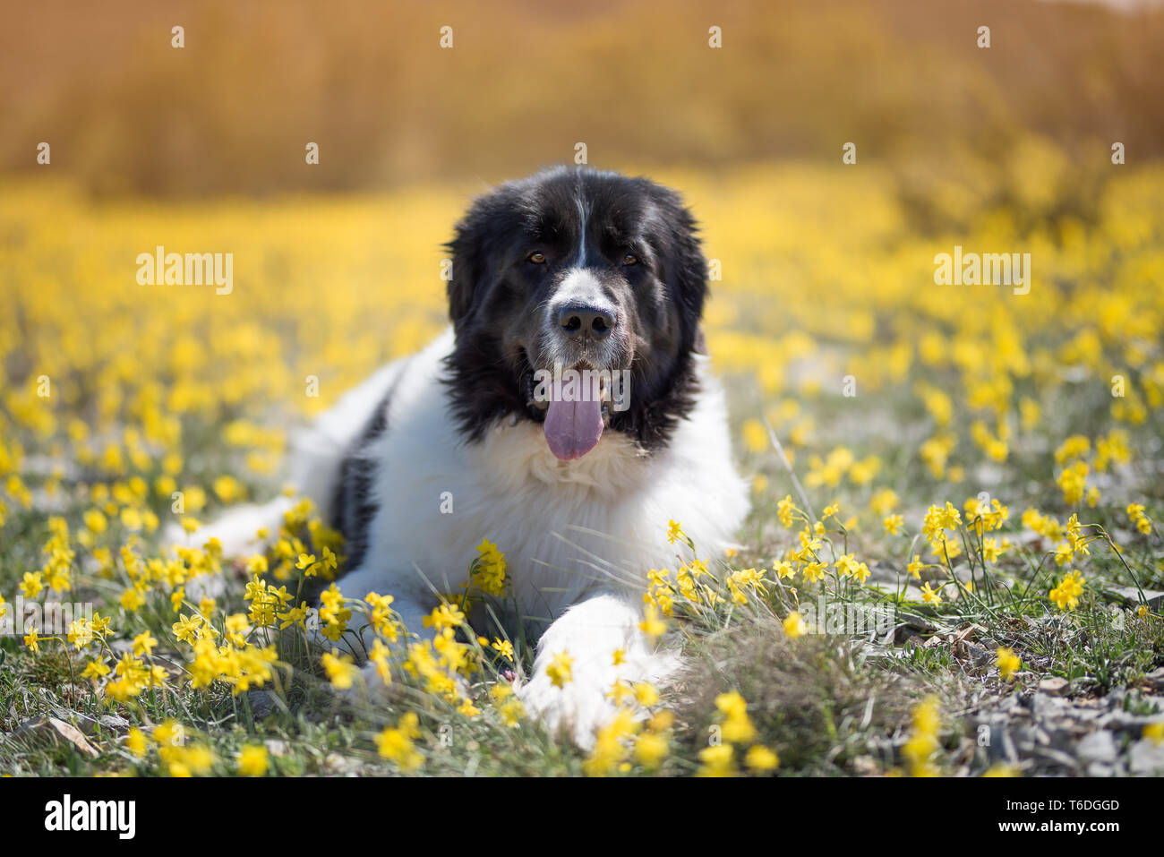 landseer dog pure breed Stock Photo