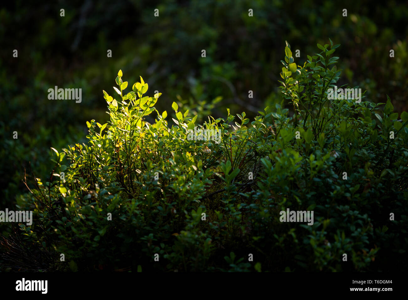 Blueberry plant in sunlight at forest Stock Photo Alamy