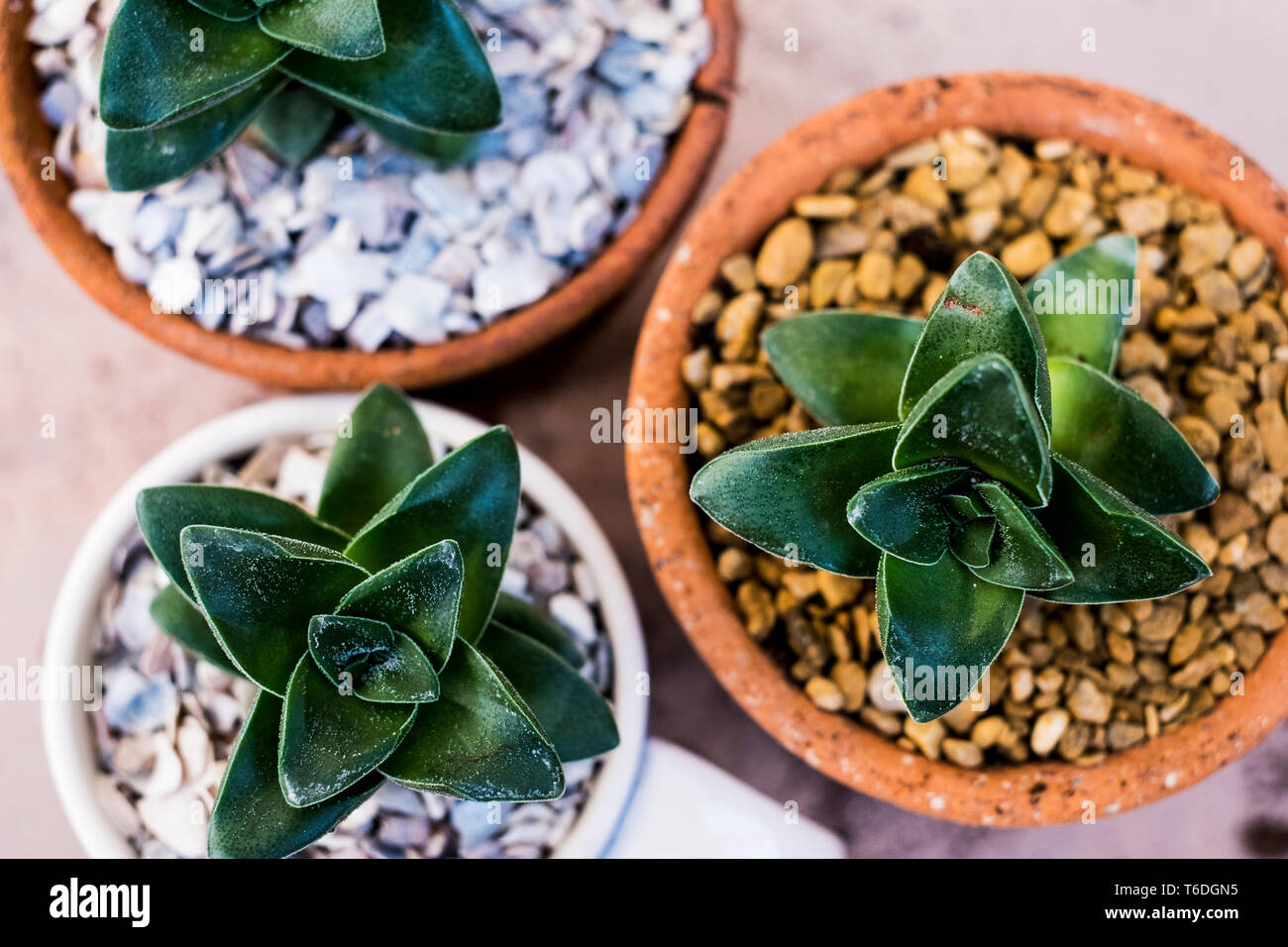 High angle close up of succulents planted in gravel in terracotta pots