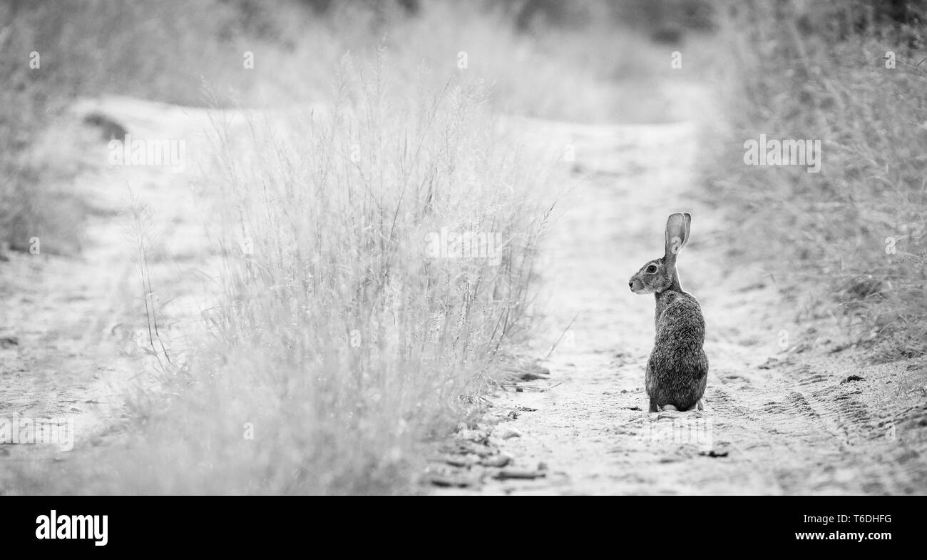 A scrub hare, Lepus saxatilis, stands in the tracks of a road, looking back over shoulder, in black and white Stock Photo