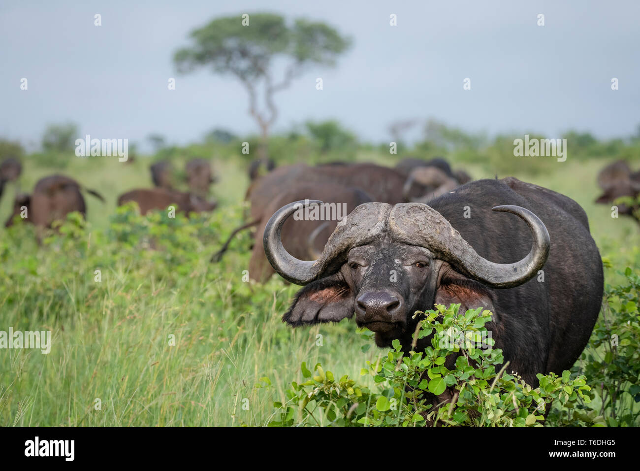 An African or Cape buffalo, Syncerus caffer, direct gaze standing in green field with herd of buffalo Stock Photo