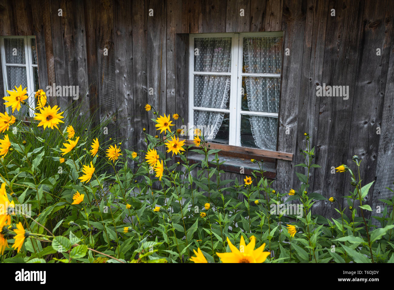 blooming aster flowers in front of a lattice window, Black Forest house in  Menzenschwand, Germany, countryhouse with wooden house front Stock Photo