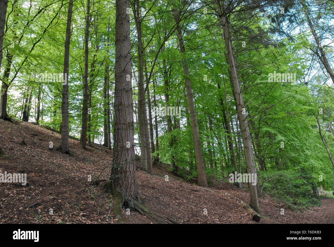 a sloping woodland floor showing long slender tree trunks and green ...