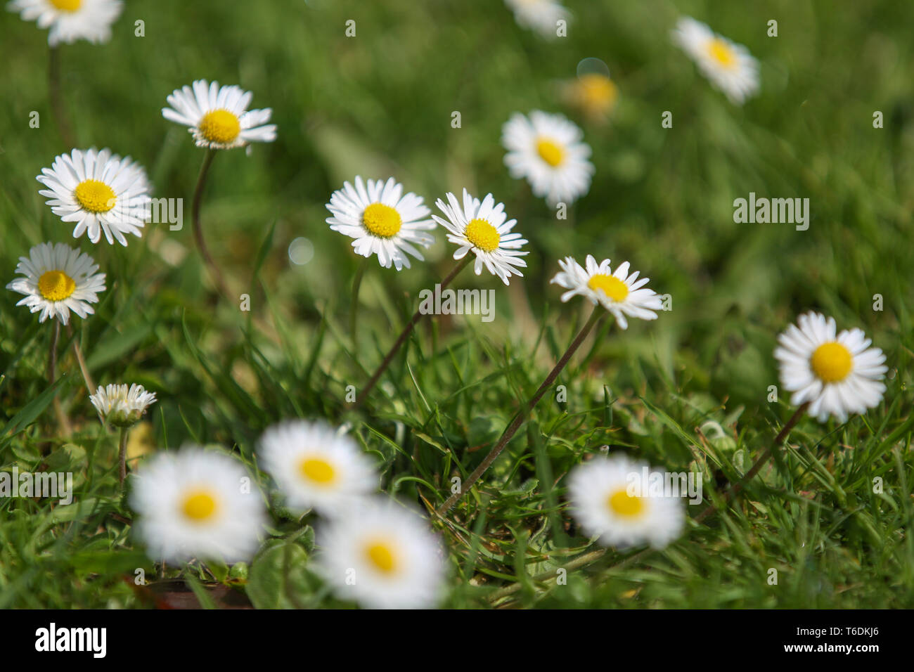 Lawn Daisies Hi-res Stock Photography And Images - Alamy